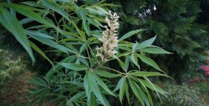 Aesculus glabra var. arguta