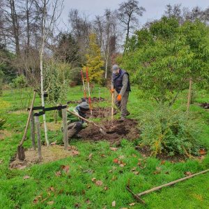 Vrijwilliger plant een nieuwe boom