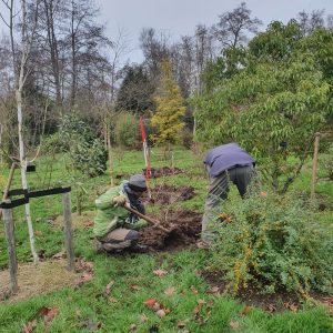 Vrijwilliger plant een boom