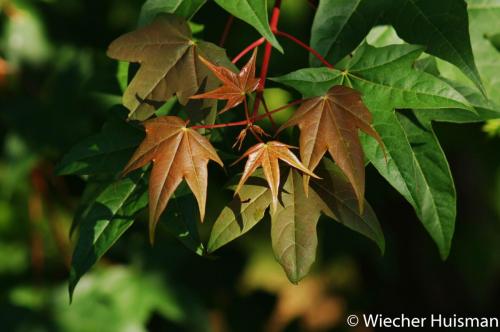 Acer cappadocicum var. sinicum Gasselte