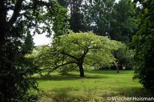 Acer cissifolium Westonbirt