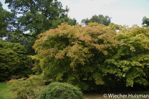 Acer japonicum 'Aconitifolium' Silkwood