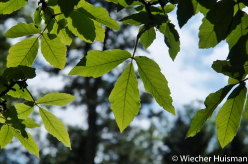 Acer maximowiczianum Westonbirt