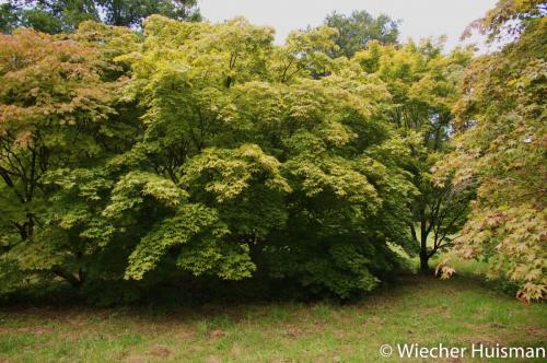 Acer palmatum 'Ozakazuki' Silkwood
