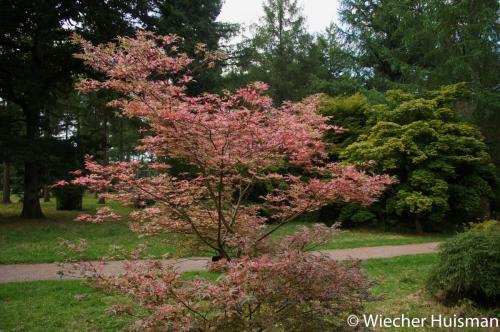 Acer palmatum 'Shirazz'  Silkwood