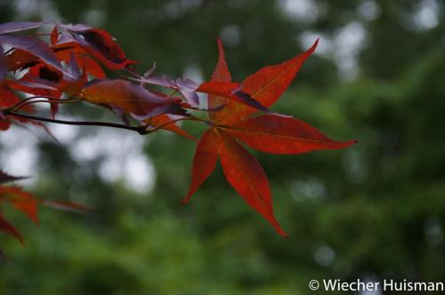 Acer palmatum 'Tsukushi Gata' Silkwood