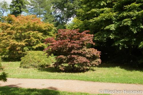 Acer palmatum 'Tsukushi Gata' Silkwood 