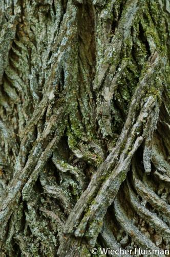 Acer platanoides Westonbirt