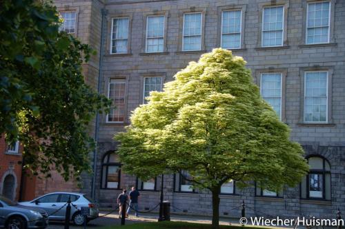 Acer pseud. 'Prinz Handjery'