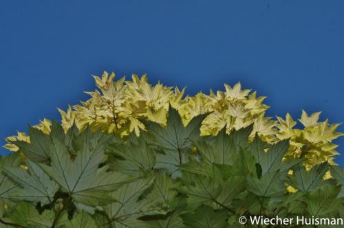 Acer pseud. 'Prinz Handjery' 1
