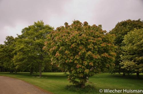 Acer villosum