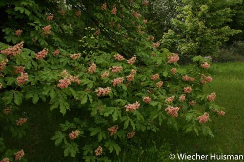 Aesculus carnea 'Plantierensis' 1