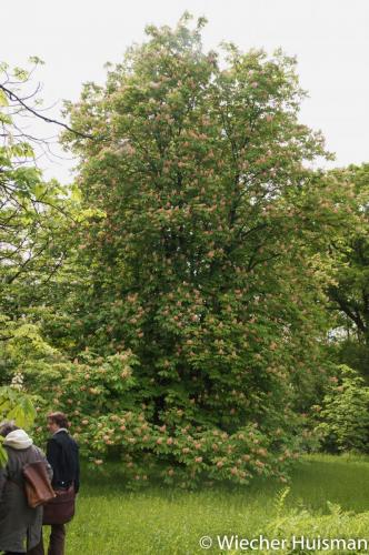 Aesculus carnea 'Plantierensis' 2