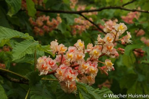 Aesculus carnea 'Plantierensis