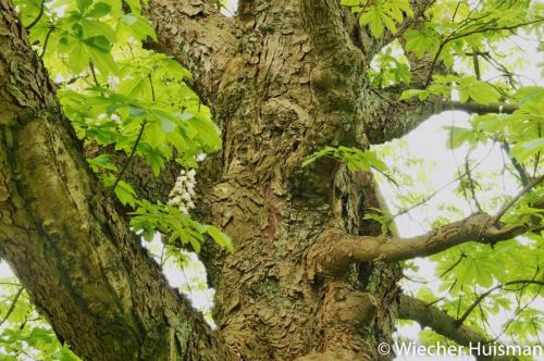 Aesculus hippocastanum 'Memmingeri'
