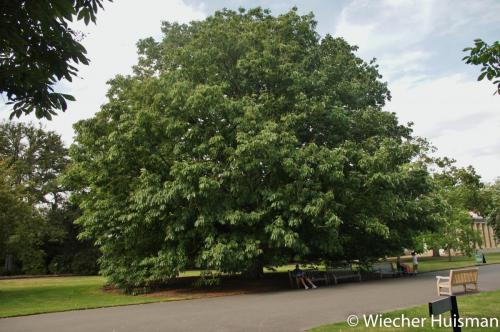 Aesculus indica 'Sydney Pearce' Kew