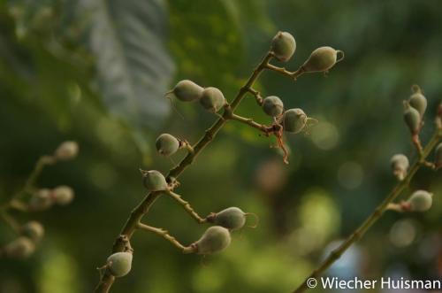 Aesculus indica 'Sydney Pearce' Kew 1