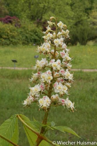 Aesculus turbinata