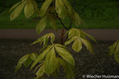 Aesculus turbinata Edinburgh