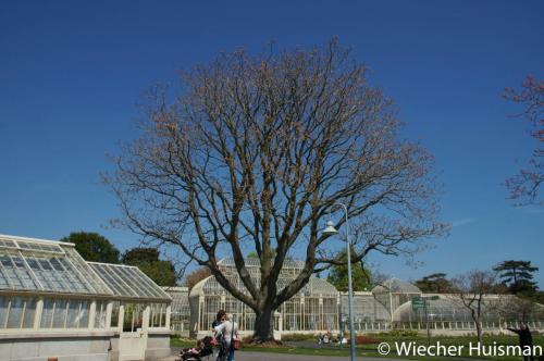 Ailanthus giraldii var duclouxii