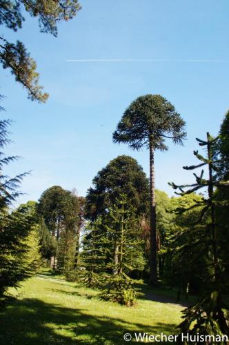 Araucaria araucana