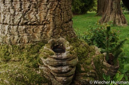 Araucaria araucana 1