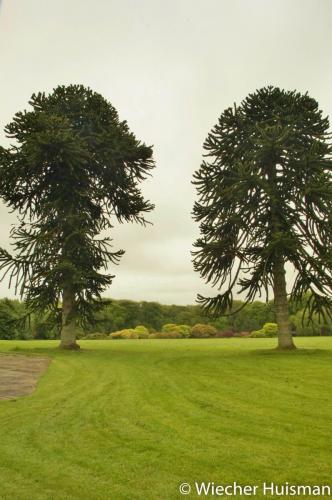 Araucaria araucana 2