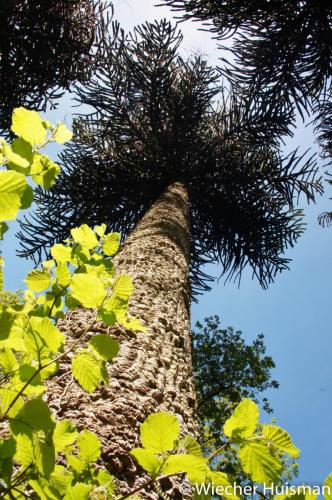 Araucaria araucana 3