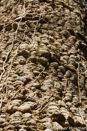 Araucaria araucana 4