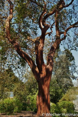 Arbutus x andrachnoides