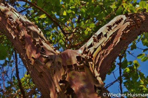 Arbutus x andrachnoides 1