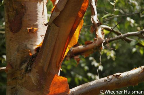 Betula albo-sinensis Wakehurst