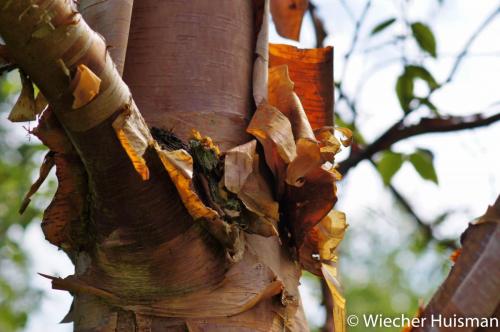 Betula albo-sinsnsis Wakehurst 1