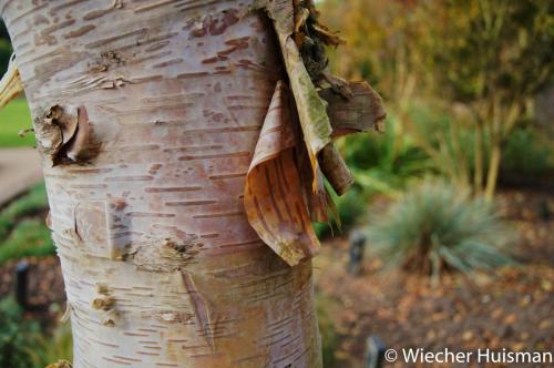 Betula albosinensis var albosinensis