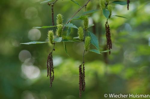 Betula austrosinensis Silkwood