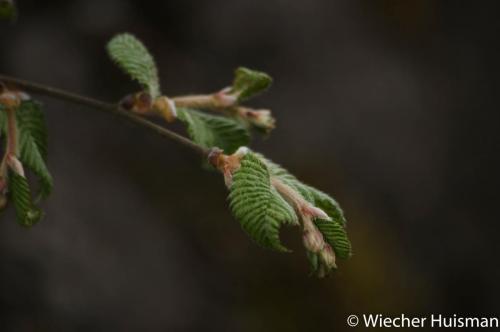 Betula calcicola Edinburgh