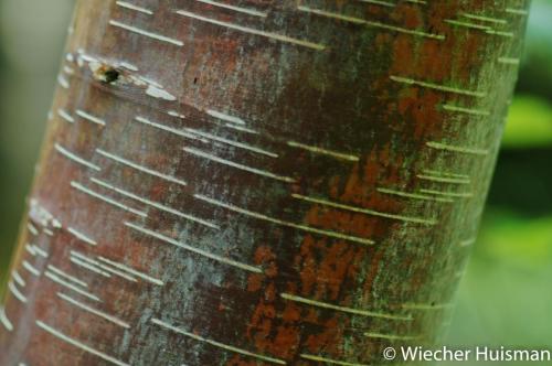 Betula delavayi Westonbirt
