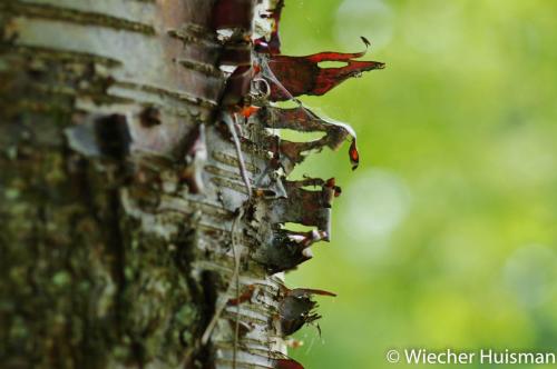 Betula papyrifera Westonbirt