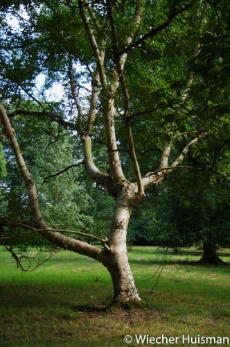 Betula papyrifera Westonbirt 1