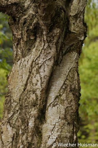 Betula platyphylla Edinburgh
