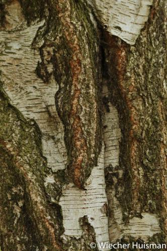 Betula pubescens  var. glabrata Edinburgh