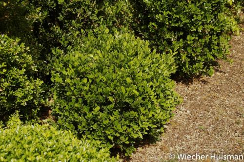 Buxus balearica