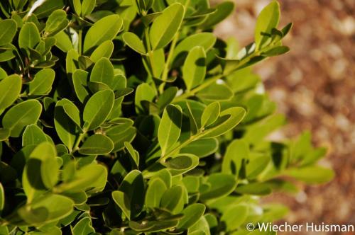 Buxus balearica 1