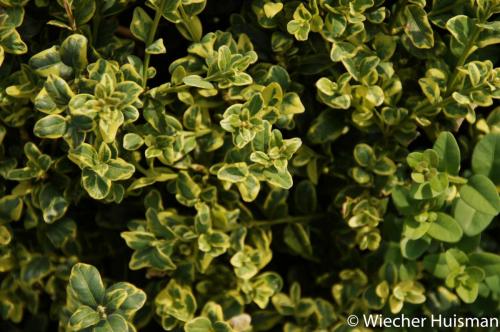 Buxus harlandii 'Richard'