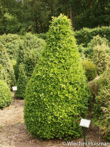 Buxus harlandii type China