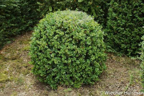Buxus microphylla 'Bullata'