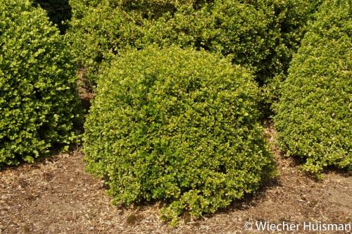 Buxus microphylla 'Golden Triomph'