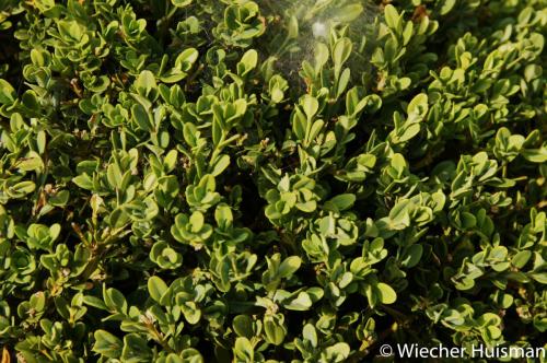 Buxus microphylla 'Henry Hohman'