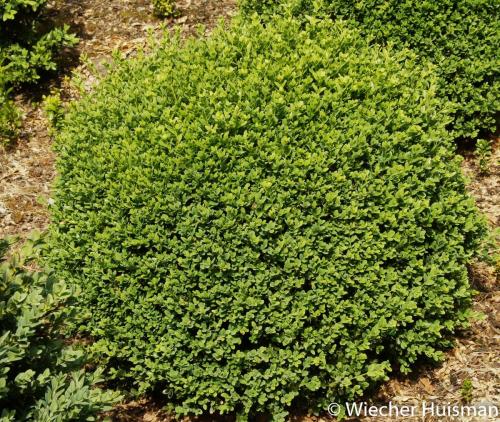 Buxus microphylla 'John Baldwin'