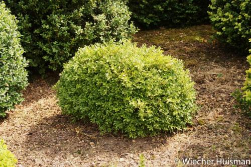 Buxus microphylla 'Rococo'